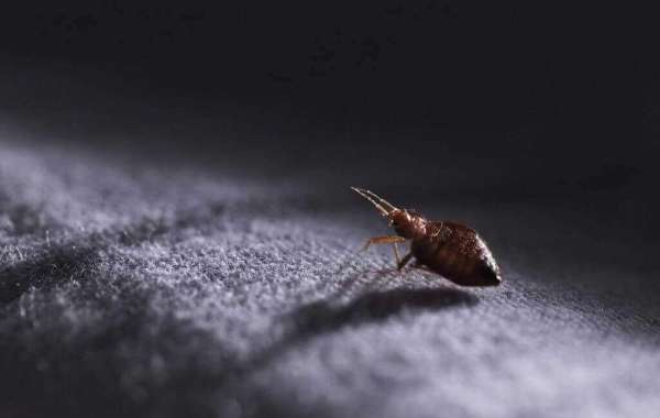 Perth Pest Control strives to maintain a pest-free environment