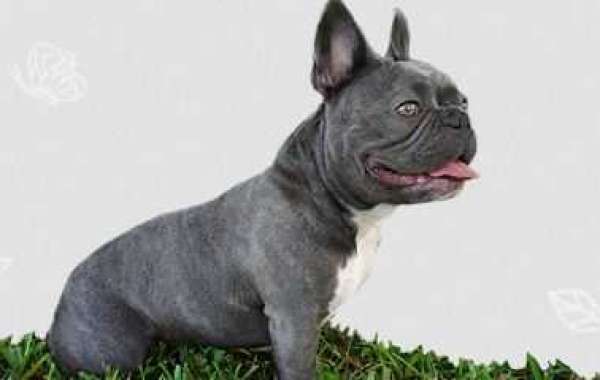 French Bulldogs in Tampa, FL: A Guide to Finding and Caring for Your Furry Companion: