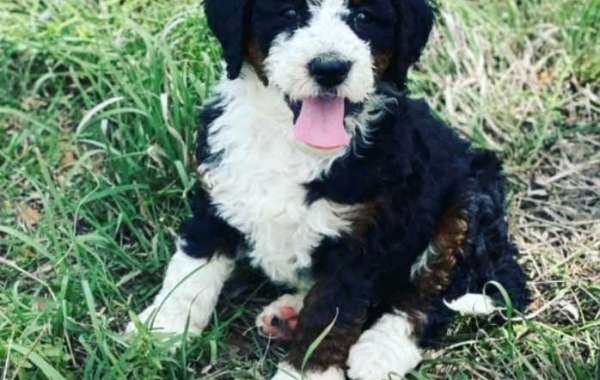 Why You Need Texas Bernedoodle Breeders for Managing Your Puppy